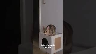 cute cat doing her cute kitten shuffle