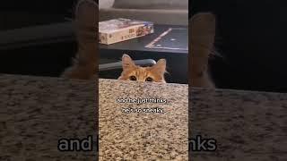 Sneaky cat #cat #cats #funnyvideos #funnycat #lovecat #fyp