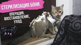 СТЕРИЛИЗОВАЛИ НАШУ ШОТЛАНДСКУЮ КОШКУ!