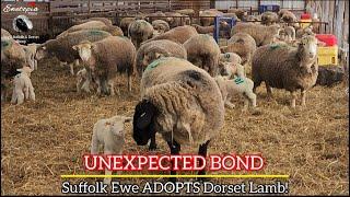 Suffolk Ewe ADOPTS Dorset Lamb! | Sheep Farming at Ewetopia Farms