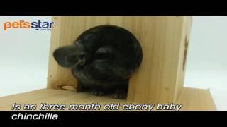 Pets Star Ebony Chinchilla Baby