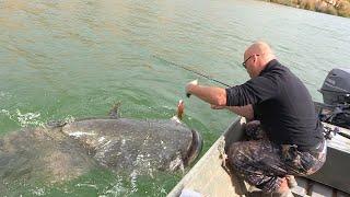 Pecanje ogromnih somova na reci Ebro u Spaniji | Fishing big catfish in Ebro Spain FULL VIDEO