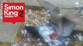 Sparrowhawk Attacks a Pigeon - Eats it Alive (High Quality)