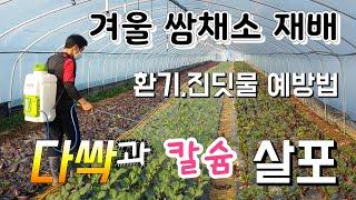 겨울 쌈채소 재배 요령 다싹과 칼슘재 언제 처야하나 잿빛곰팡이