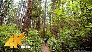 4K Walking Tour through Olympic National Park - 4K 10Bit Color