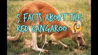 5 Facts about the Red Kangaroo - The Animal Files