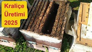 2025 Anaarı üretimine ilk adım.#arıcılık #beekeeping @anaarı##kraliçe arı##beekeeper #bee #arı