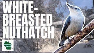 White-breasted Nuthatch: Learn All About These Charming Acrobats!