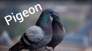 Vs Greater Sangam video Fancy Pigeon Loft | World Unique Amazing Pigeons Video | Fancy Pigeon Breeds