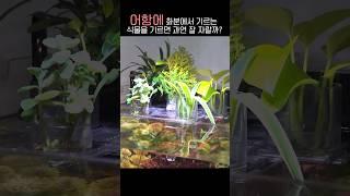 흙없이 물에서 기르는 식물이 있다고? #물생활 #식물기르기 #수경재배