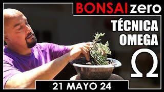 Bonsai Zero 21 de mayo 2024