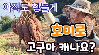 아직도 힘들게 호미로 고구마 캐나요? 이거면 호미보다 10배 빠르다