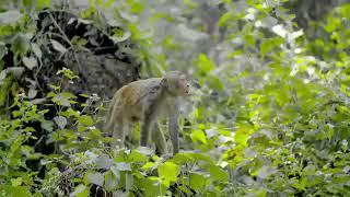 Into the Wild: India - A Sloth Bear's Dilemma (2018)