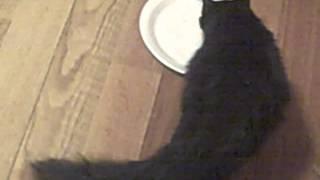 Cats licking plate across floor