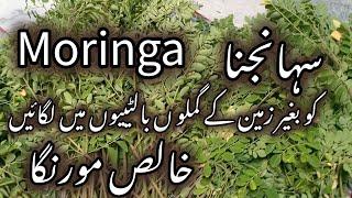 How to grow moringa in pot /مورنگا گملوں میں کیسے لگائیں