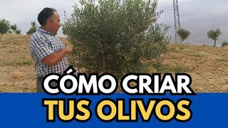 🟥 ¿Es Necesario Echar VENENO Para Criar los Olivos?