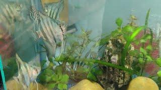 Angel fish tank 