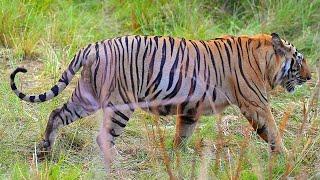 Thrilling Safari: Tracking the Tigers of Tadoba