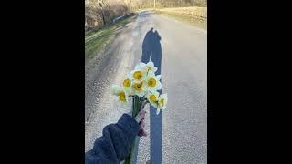 Daffodils (BEAT PROD. lmgmadeit