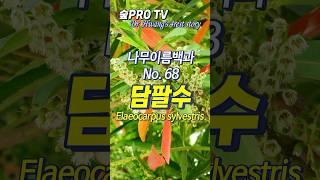 담팔수 이름 유래와 특징 #담팔수 #Elaeocarpus_sylvestris #난대숲