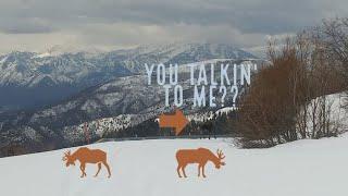 Dumb Snowmobiler Meets Aggressive Moose in Utah!!