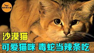 沙漠猫把毒蛇当辣条吃，30天不喝水仍能存活，却因长得太可爱而灭绝！【看核桃补脑】