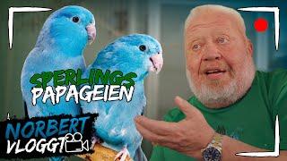 SPERLINGSPAPAGEI | NORBERT VLOGGT | Zoo Zajac