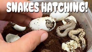 BABY SNAKES HATCHING OUT OF THIER EGGS!