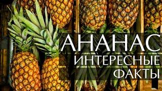 Ананас - интересные факты