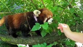 Moshu The Red Panda Goes Climbing For Snacks