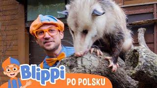 Wycieczka do zoo | Blippi po polsku | Nauka i zabawa dla dzieci