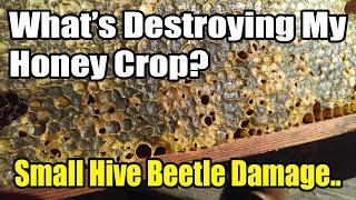 What's Destroying My Honey Crop? Small Hive Beetle Damage..