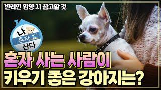 혼자사는 사람이 키우기 쉬운 강아지 VS 힘든 강아지