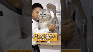 ネコさんの動画見て笑ったら寝ろwwwwwww