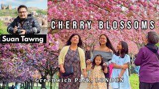 Cherry Blossoms in Greenwich Park, LONDON