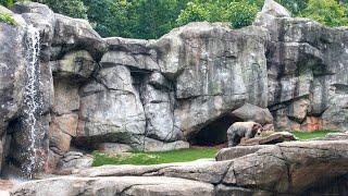 Zoo EDventures: Brown Bear Habitat Renovation