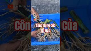 Bạn đã biết công dụng của Rễ Ngô chưa?