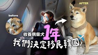 終於成功移民！柴犬坐頭等機卻遇韓暴風雪&戒嚴..遭多次延班?亂流??我們生活適應嗎？