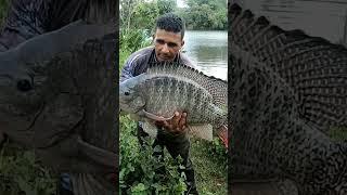 4kg gift tilapia.. #fish #farming #meenavan #Orenamemtal #reels #kkkmeenavan #மீன்
