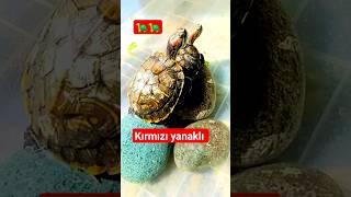 Ninjalarım Güneşlenirken  #turtles #kaplumbağalar