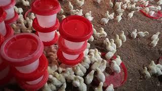 Day 6 of raising 1,000 broilers for 6weeks. How to know the water quantity for proper vaccination.