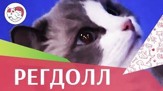 Рэгдолл. Особенности породы, уход на ilikepet