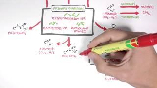 Starch Fermentation In the Digestive Tract