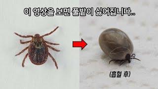 당신이 진드기를 조심해야하는 이유 ㄷㄷ (매년 수백 명이 죽고 있습니다..)