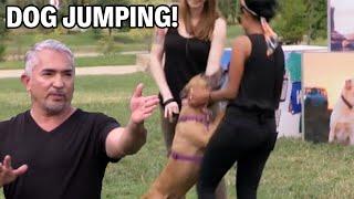 How To Stop Your Dog From Jumping on People | Dog Nation Episode 4 - Part 1