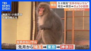 “左手のないサル”久々に発見！近くを原付が通っても余裕の表情　埼玉→東京→きょう小田原　市は「エサをあげないで」注意呼びかけ｜TBS NEWS DIG