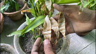 Lucky Bamboo Brown leaf Problem Solved | How to take care of Lucky bamboo in Summer(HIndi)