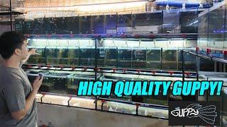 Binisita ko ang MR Guppy - Facility ng High QUALITY IMPORTED GUPPY sa Quezon City