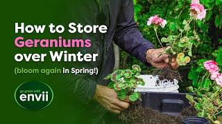 Complete Guide to Overwintering Geraniums