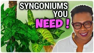 11 Stunning Syngoniums I'm Obsessed With Right Now